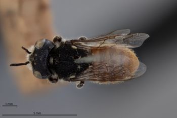 Media type: image;   Entomology 788762 Aspect: habitus dorsal view